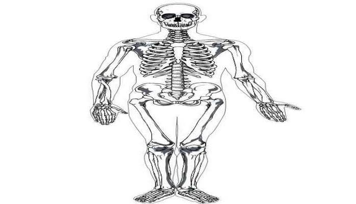 İnsan skeleti