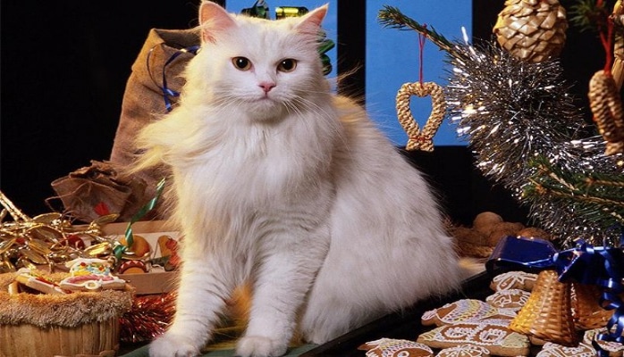 Noyabrın 30-u Ümumdünya Ev Heyvanları Günüdür