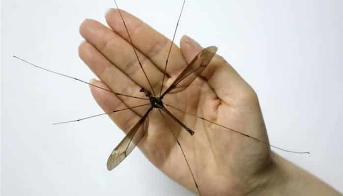 Комара из китайского музея признали крупнейшим в мире