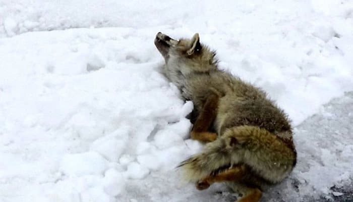 Türkiyədəki soyuğun dondurucu mənzərəsi
