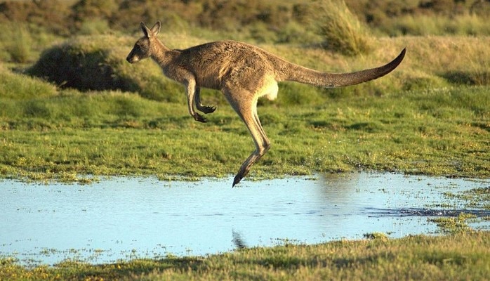 Meşədə itmiş uşağı kenquru xilas elədi