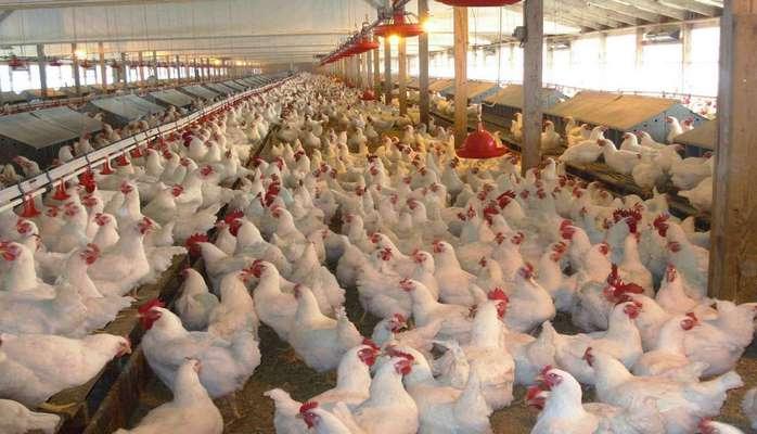 В Азербайджане проводится очередной мониторинг в связи с "птичьим гриппом"
