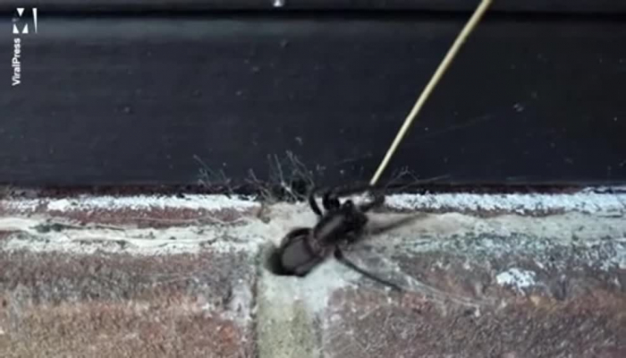 Divardan çıxan zəhərli hörümçək britaniyalını qorxutdu