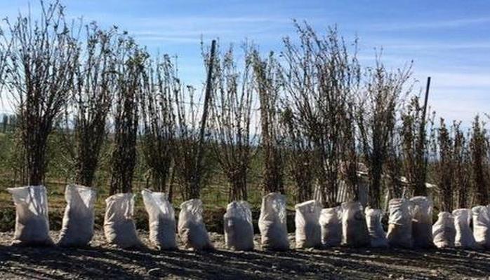 В трех районах Баку гражданам будут розданы саженцы деревьев