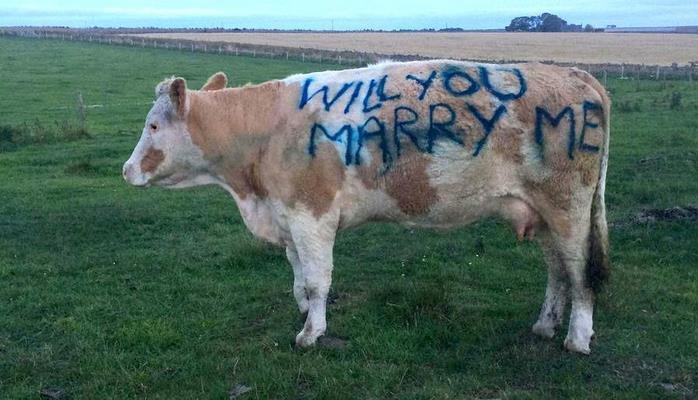 МИР Шотландец сделал девушке предложение с помощью коровы