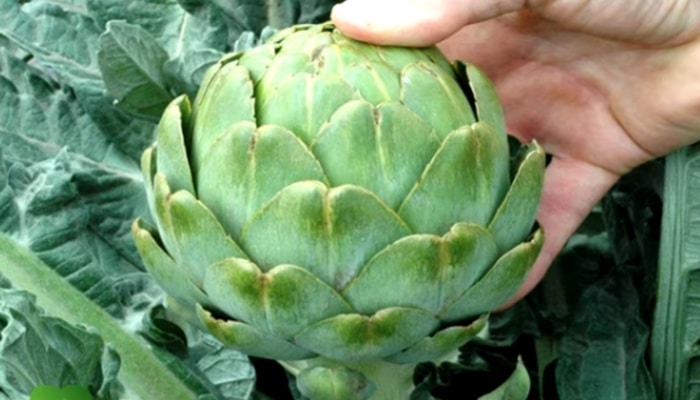 Qaraciyəri təmizləyən tərəvəz: Yarpaqlarını və köklərini....