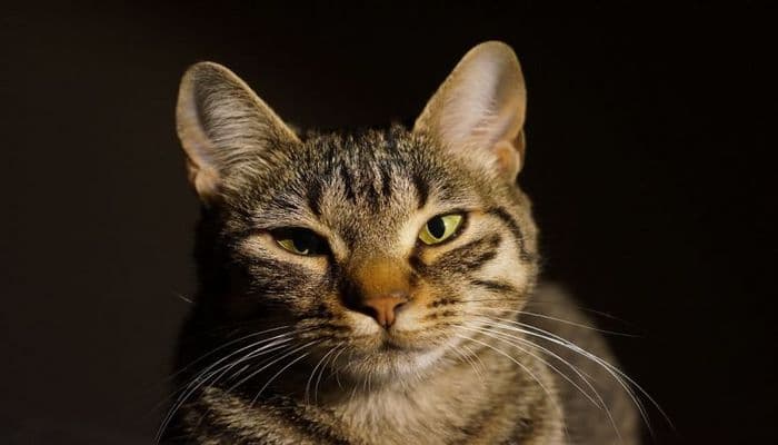 Ученые выяснили, что коты могут распознавать свое имя