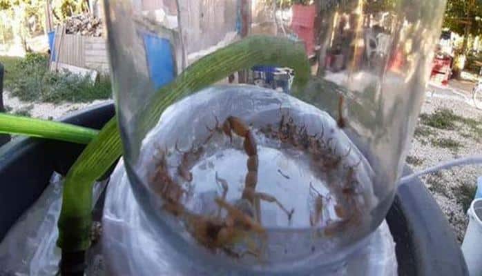 Şüşə qaba qoyulmuş zəhərli əqrəb səhərə qədər çoxalıb 38 ədəd oldu
