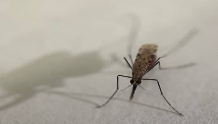 Биологи знают, как комары находят людей, чтобы укусить