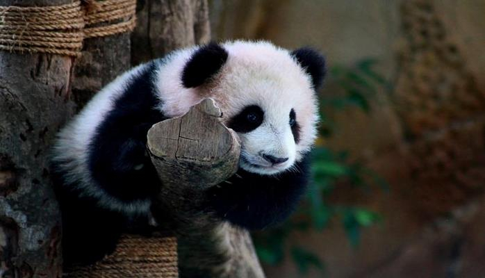 Ученые узнали особенности рациона предков древних панд