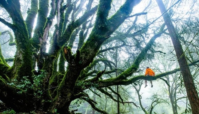 Ученые: растения умеют «кричать»