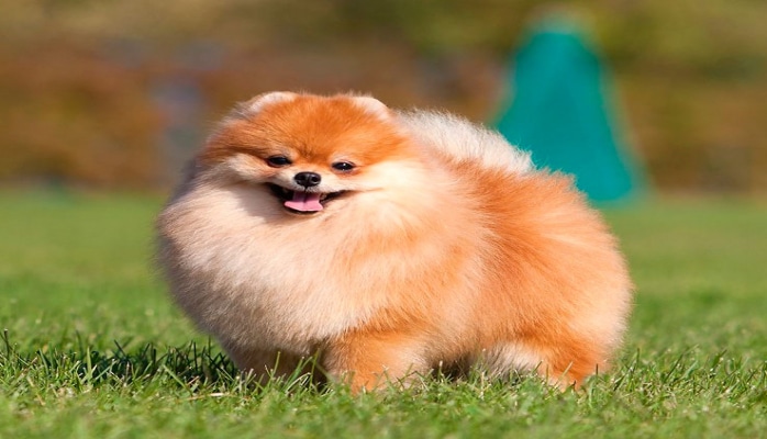 “Qucci” ləqəbli it sahibini əziyyətli ölümdən xilas etdi