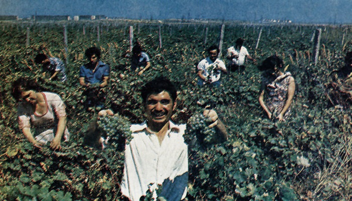 Наука, медицина и сельское хозяйство Сумгаита конца 1970-х (ФОТО)