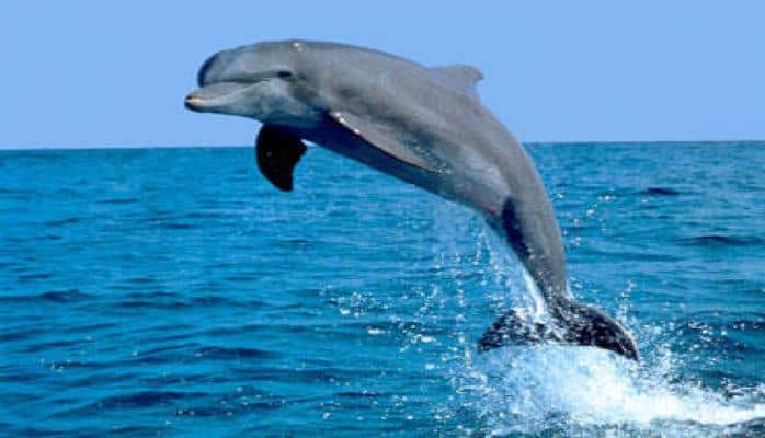 Kanada delfinlərə və balinalara "azadlıq verdi"