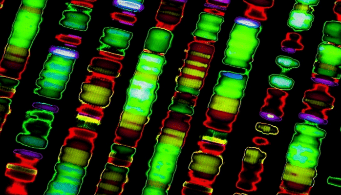 Биологи заново пересчитали гены в человеческой ДНК