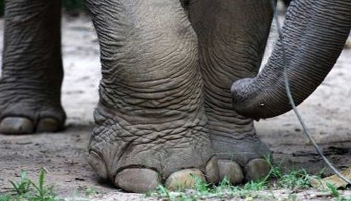 Ученые нашли связь между размерами животного и формой его ноги