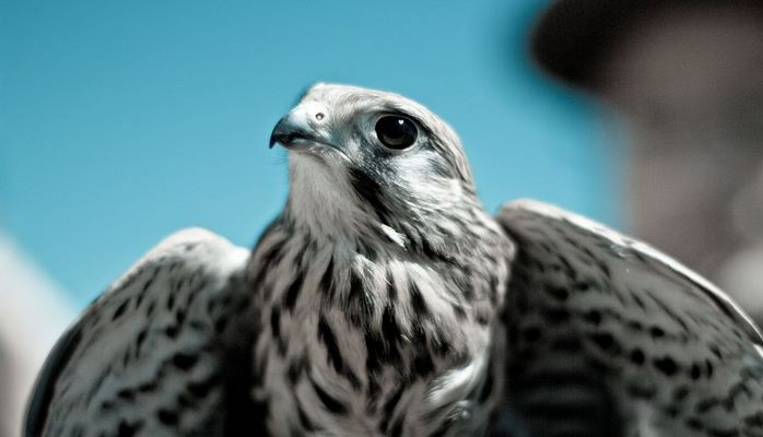 Мир глазами птиц: новые знания о зрении пернатых