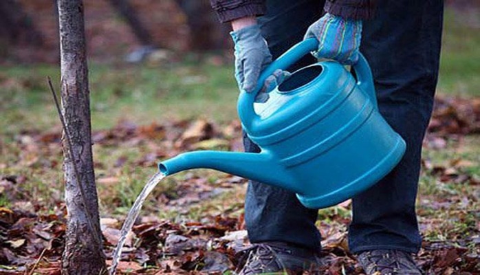 Bakı və Abşeron iqliminə uyğun hansı ağaclar əkilə bilər?