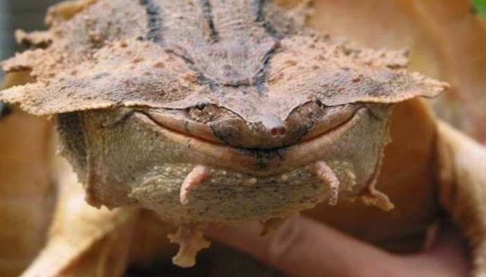 Обнаружен новый вид черепах