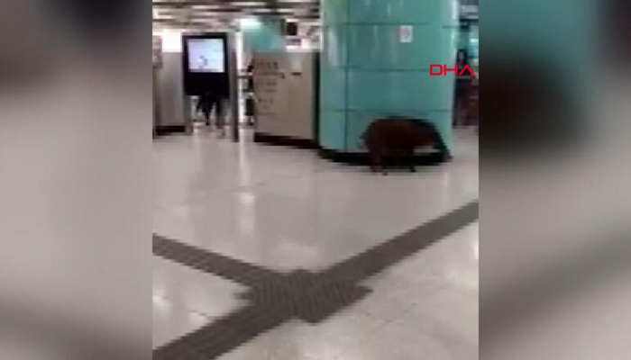 Metroya girən donuz aləmi bir-birinə qatdı