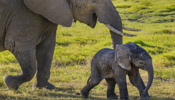 В Африке запретили экспорт слонов