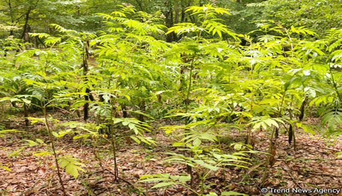 Азербайджан совместно с ООН разрабатывает Национальную лесную программу