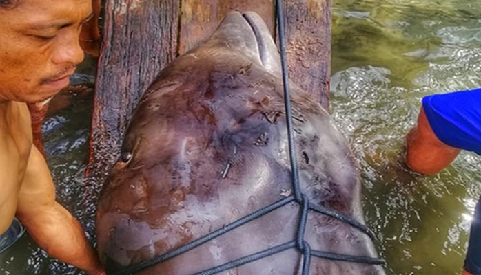 В желудке мертвого кита нашли 40 кг пластика