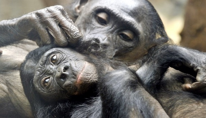 Primatlara insan hüquqları verilə bilər