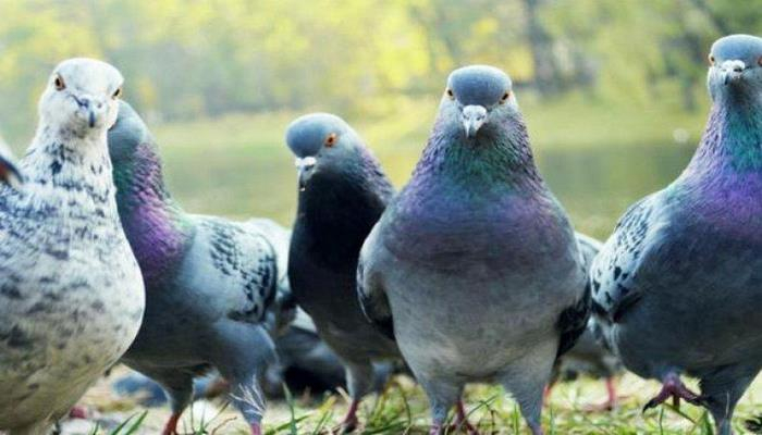 Ученые рассказали, какие заболевания могут передавать голуби