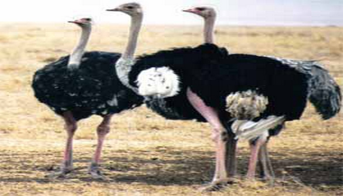 Ученые выяснили, как страусы и киви разучились летать