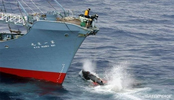 Япония возобновляет охоту на китов