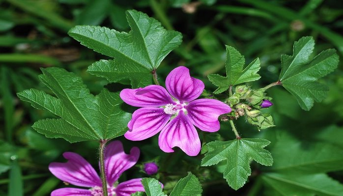 Azərbaycanın müalicəvi bitkiləri