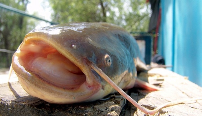 Польский рыбак поймал сома рекордных размеров