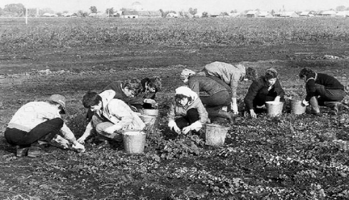 Как в советском Азербайджане собирали и хранили лекарственные растения