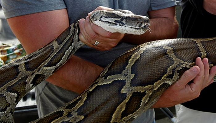 Keçiyə görə pitondan intiqam aldı və həbsxanaya düşdü