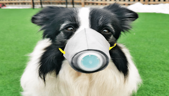 Böyük Britaniyada itləri koronavirusa yoluxanları təsbit etməyə öyrədəcəklər