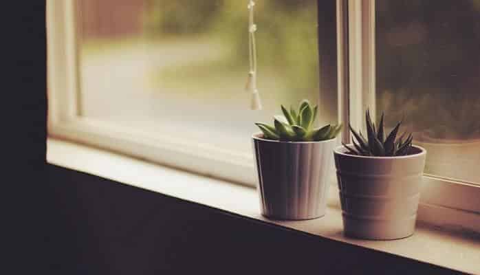 Названы самые полезные комнатные растения
