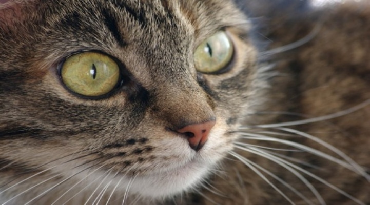 Avtonom robot pişik icad olundu