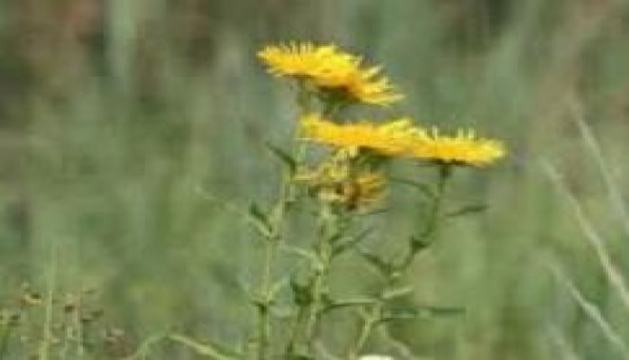 Həzm orqanlarında ağrının qarşısını almağın daha bir yolu