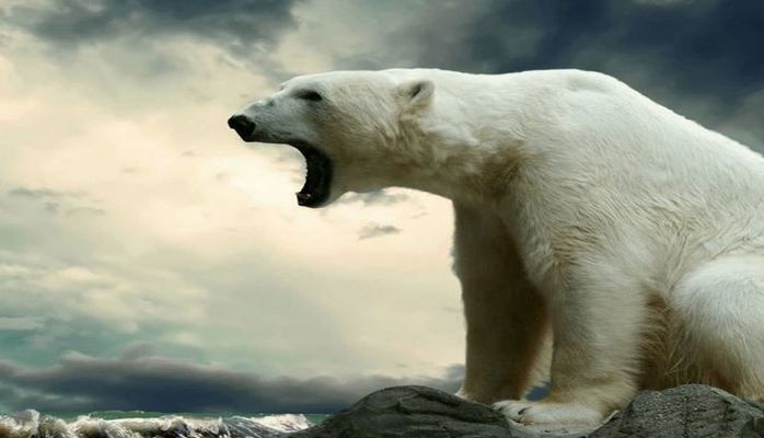 Новую Землю атакуют белые медведи