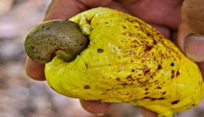 Hər gün yediyimiz qidaların ilk halı görənləri təəccübləndirir