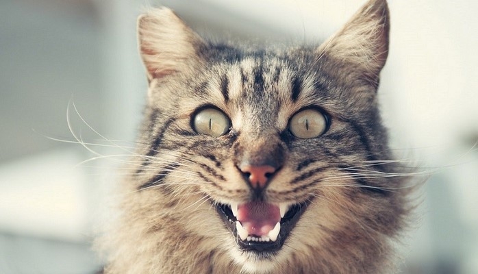 Adi pişikdən yoluxa biləcəyiniz 5 təhlükəli xəstəlik – Bir pişik ölümünüzə belə səbəb ola bilər