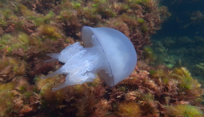 Самые опасные медузы Земли атаковали австралийцев