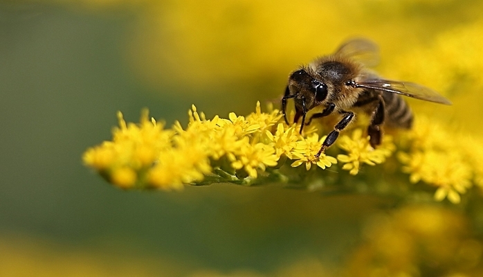 Arılar gün batması zamanı donub qalırlar