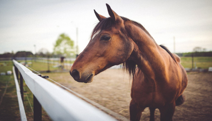 Azərbaycan Avropanın inkişaf etmiş ölkələrinə at ixrac edəcək