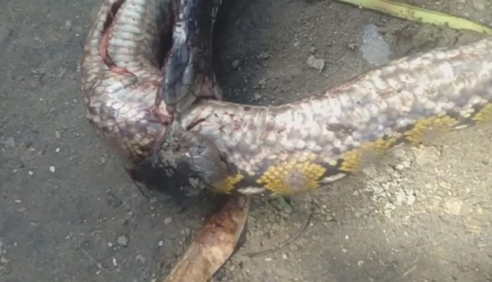 Nəhəng kobra dünyanın ən böyük ilanını uddu