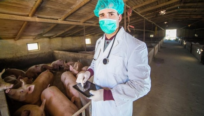 Çin’de yeni domuz gribi alarmı: Salgına dönüşebilir