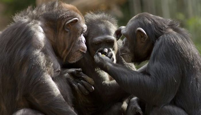 Toylarda şimpanze əti verilir: virus yayılacaq – Şok iddia