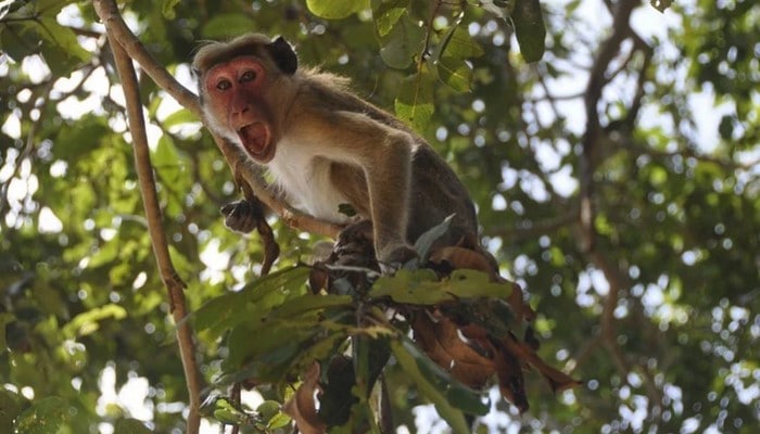 Meymun insana kömək əlini uzatdı