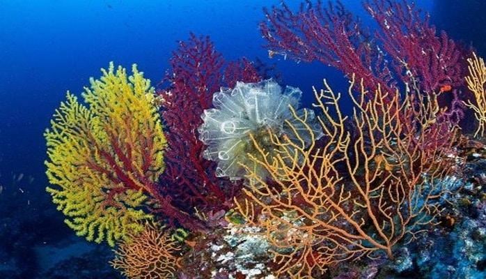 Кораллы возрождаются в тёплой воде и снова начинают расти.